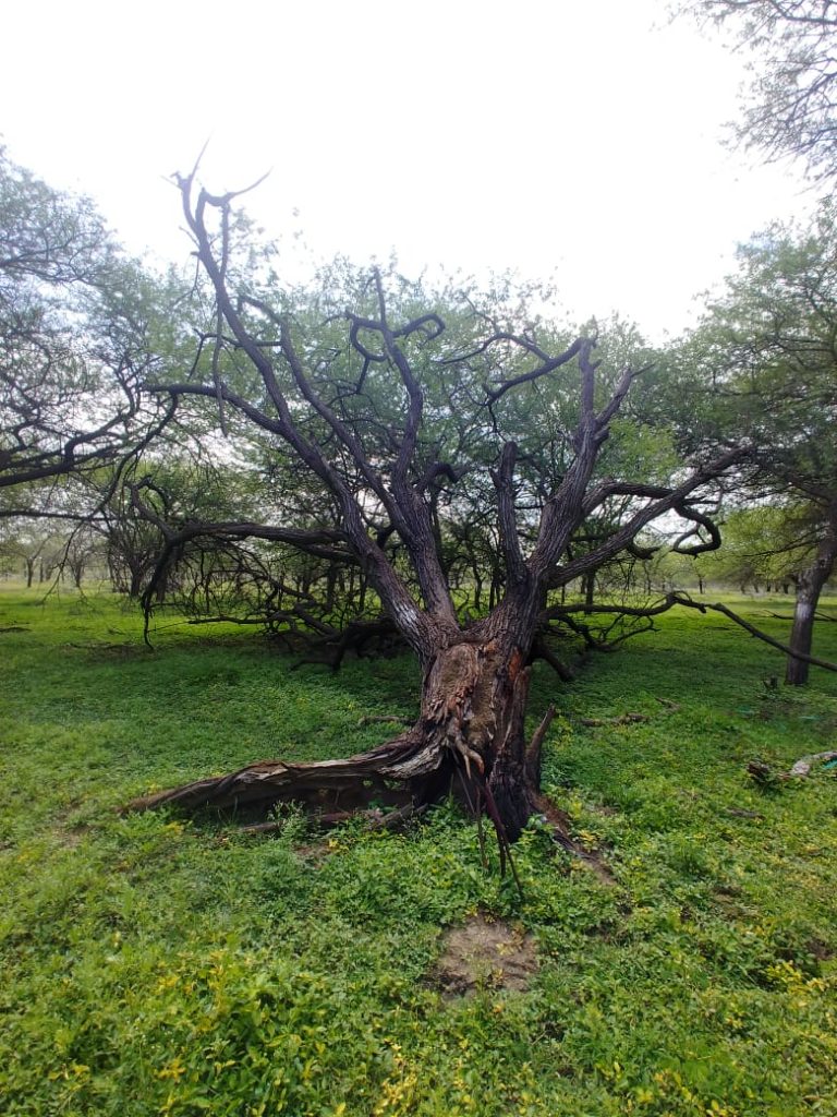 Save Trees - Say No to Axing for revival of Singanayakanahalli Lake