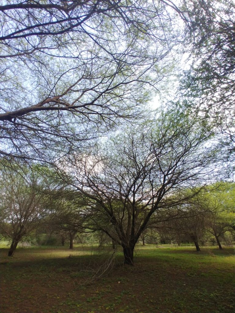 Save Trees - Say No to Axing for revival of Singanayakanahalli Lake