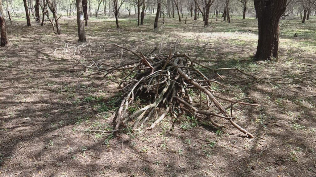 Save Trees - Say No to Axing for revival of Singanayakanahalli Lake