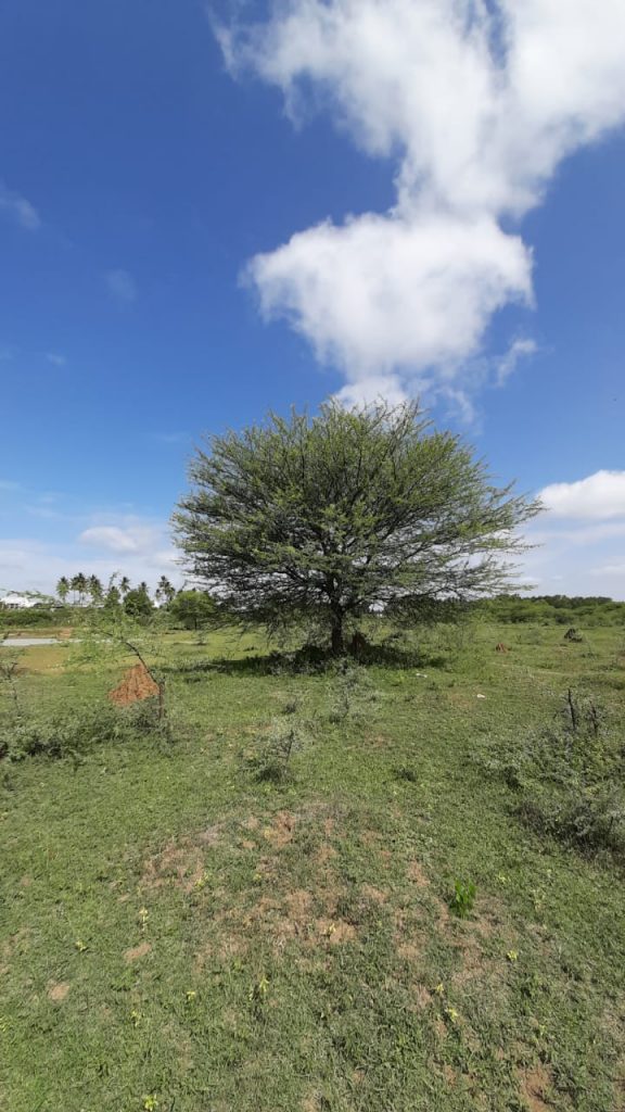 Save Trees - Say No to Axing for revival of Singanayakanahalli Lake