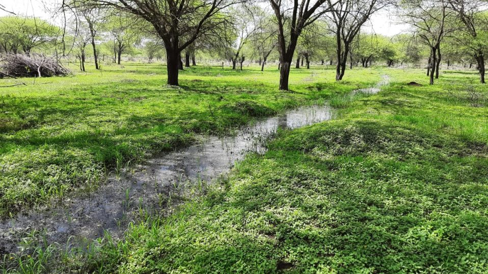 Save Trees - Say No to Axing for revival of Singanayakanahalli Lake