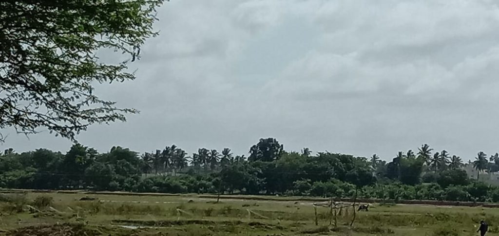 Save Trees - Say No to Axing for revival of Singanayakanahalli Lake